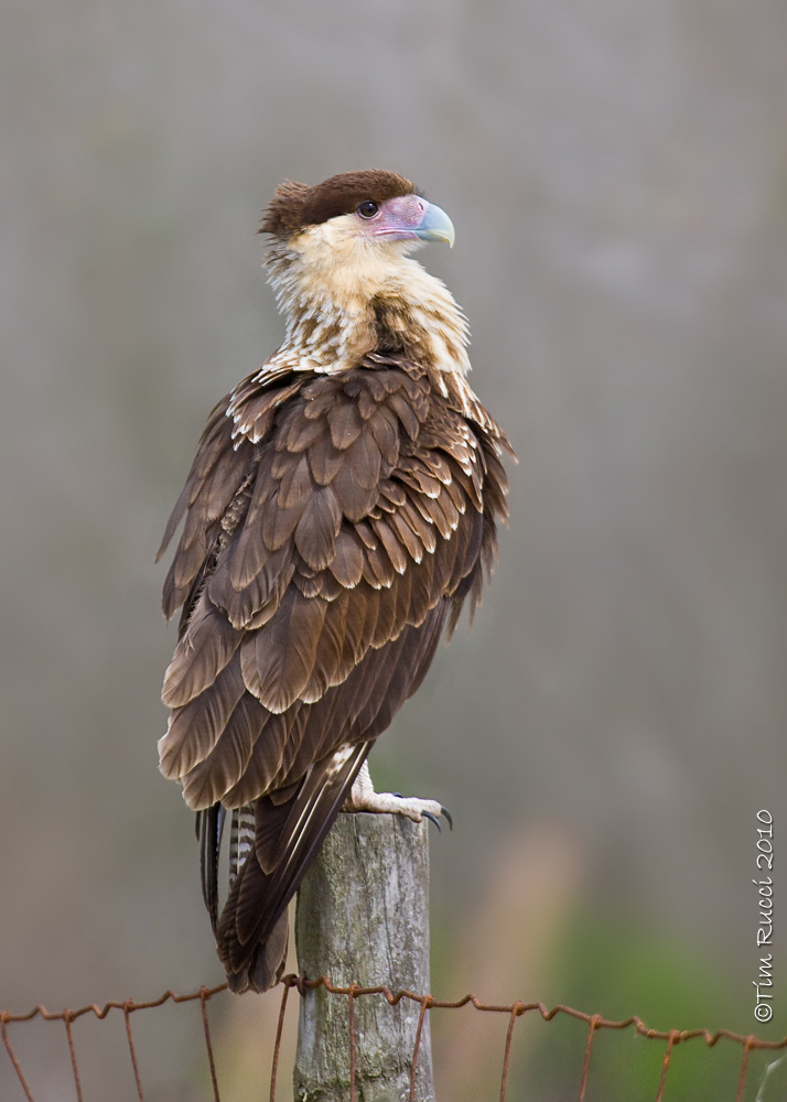 1D_80581 - Caracara (juvenile)