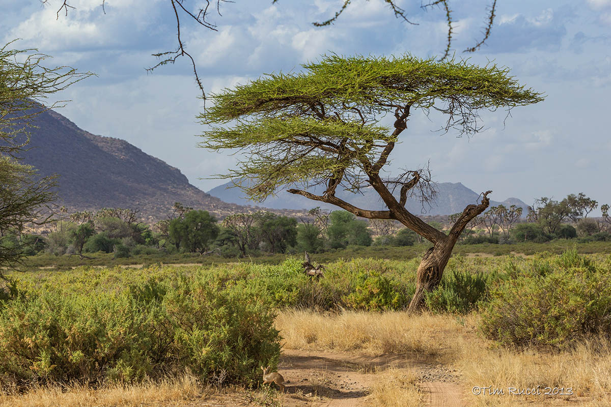 M4_11349 - Kenya Scenery