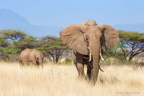 1DX_7167 Elephant Slide Samburu.jpg