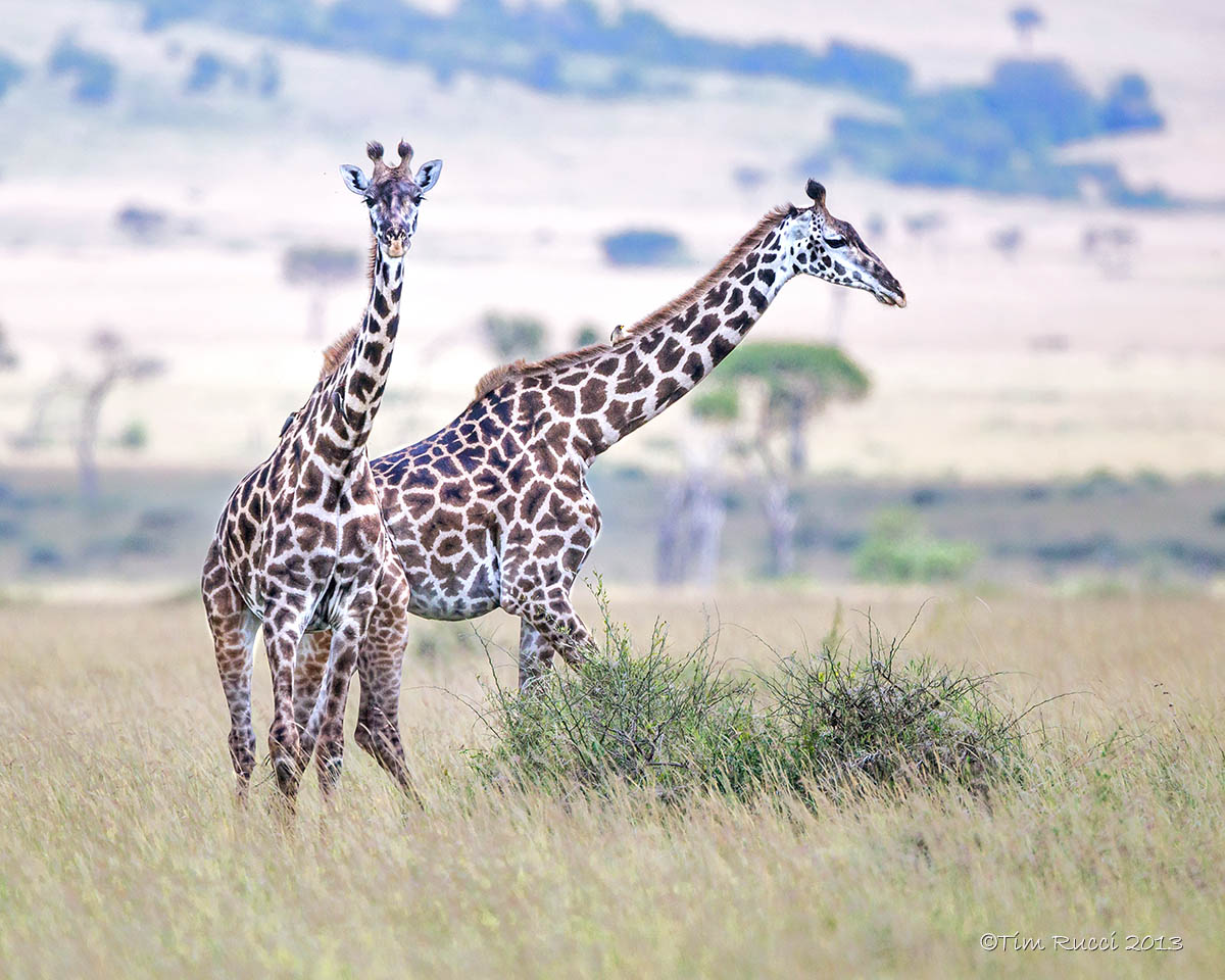 1DX11922 - Masai Giraffes in the Mara