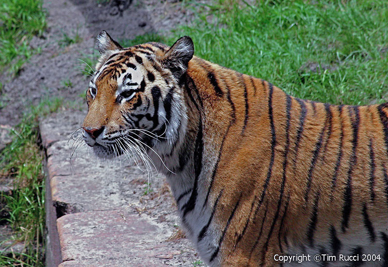 1701c - Tiger