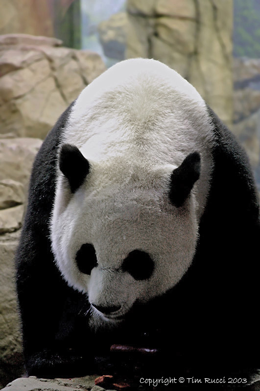 5348 - Panda