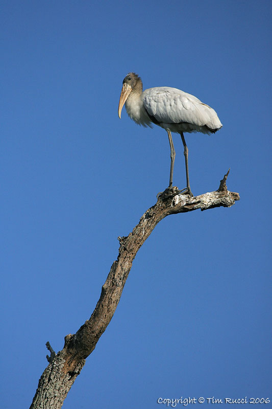 11527 -  Wood Stork