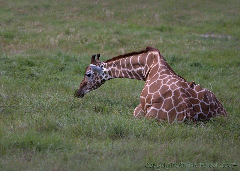 33235c - Giraffe