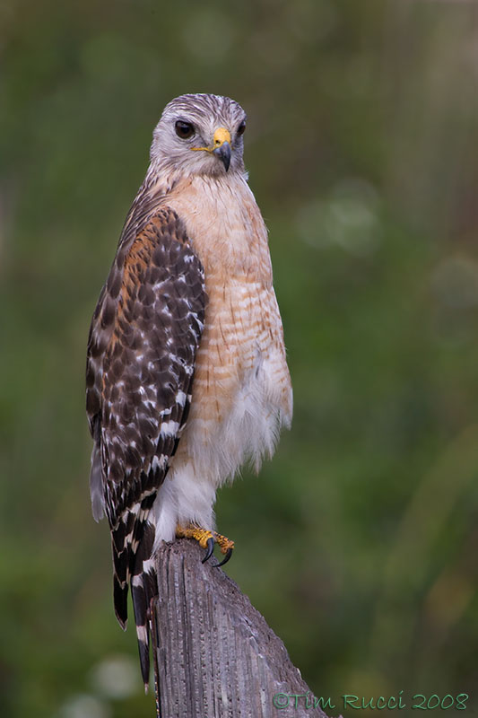42157 - Red Shoulder Hawk