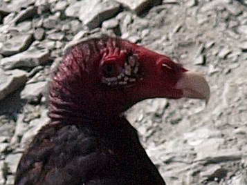 vulture.jpg