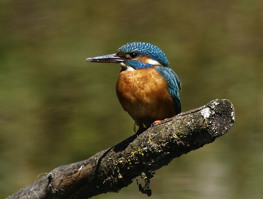 Martin pcheur -Alcedo atthis