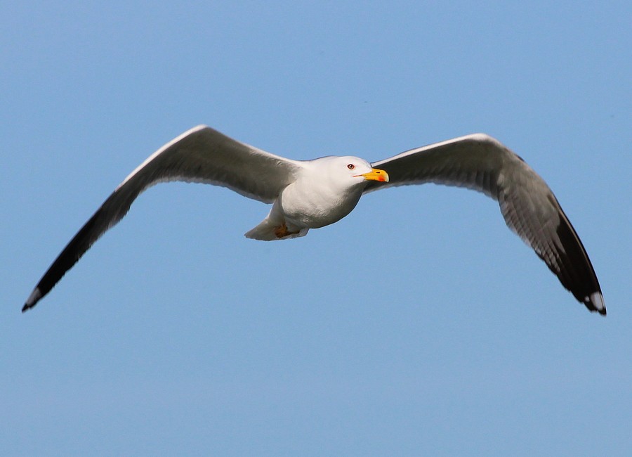 Goland leucophe Larus michahellis