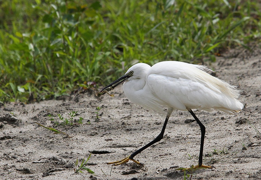  Aigrette Garzette-Egretta Garzetta-Little Egret