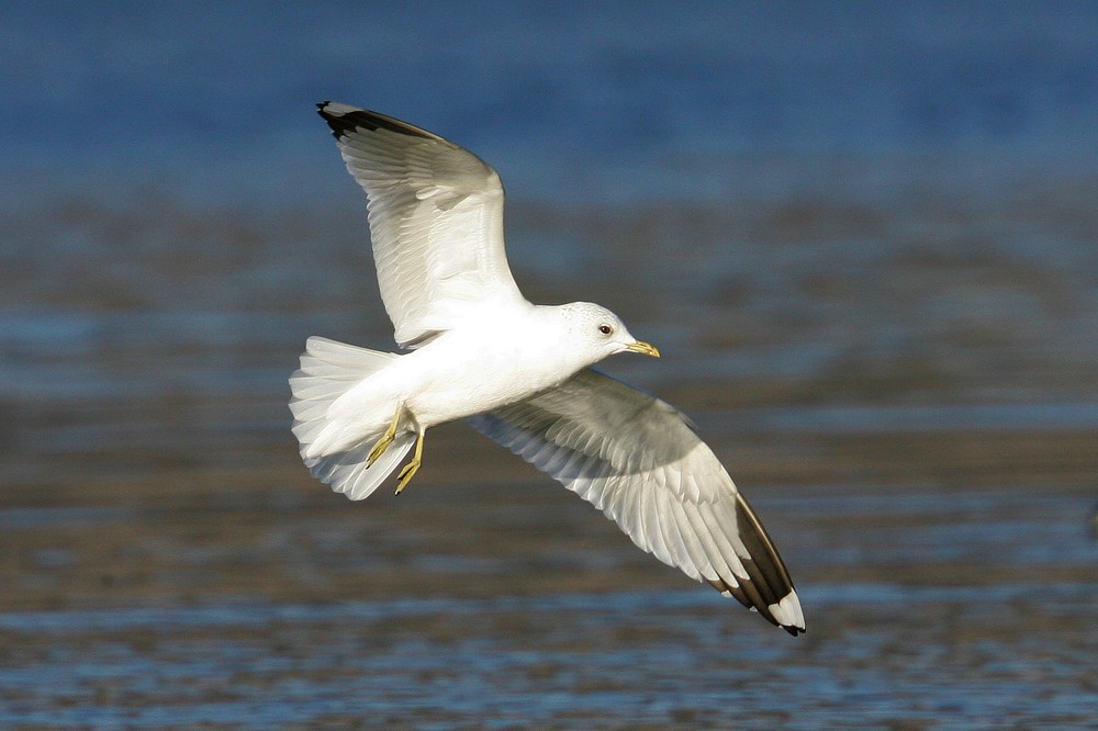 Goland leucophe Larus michahellis - Yellow-legged Gull