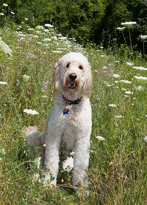 Teddys birthday walkies