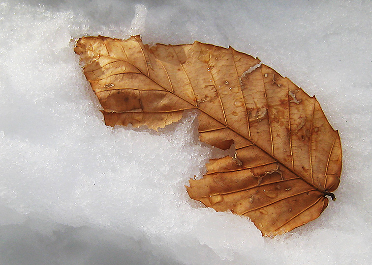 Gold leaf