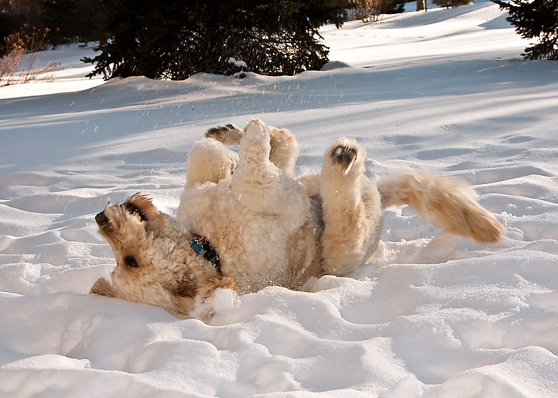 Snow-doodle