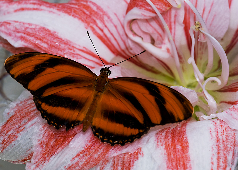 Butterfly on Amaryllis
