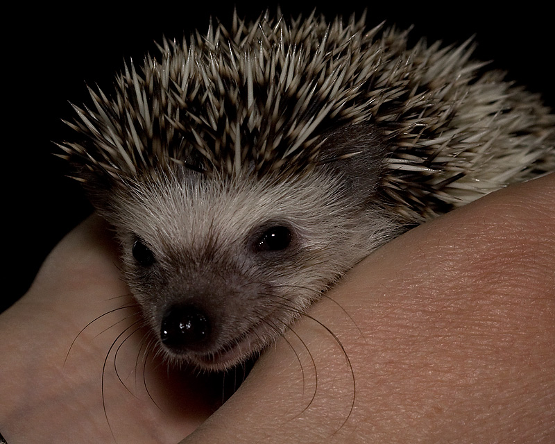 Pet Hedgehog
