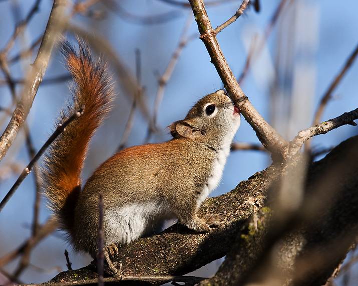 Little red squirrel licks tree