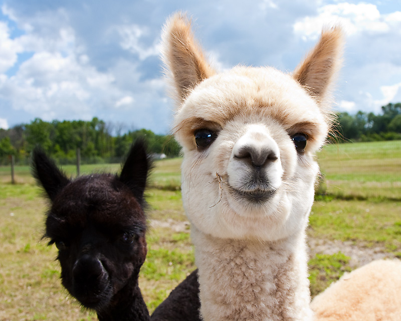 Two Baby Alpacas