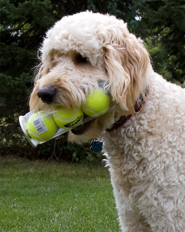 Teddy & Tennis Balls