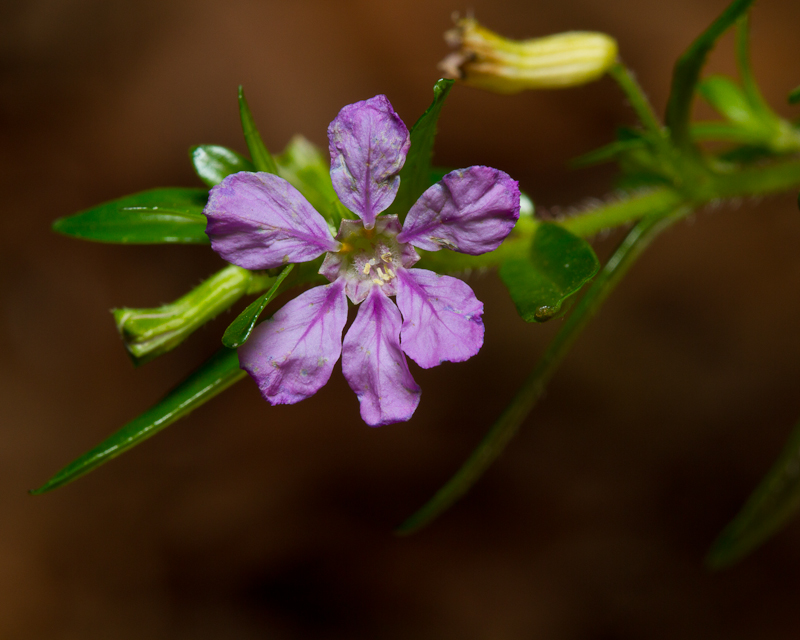 Mexican Heather