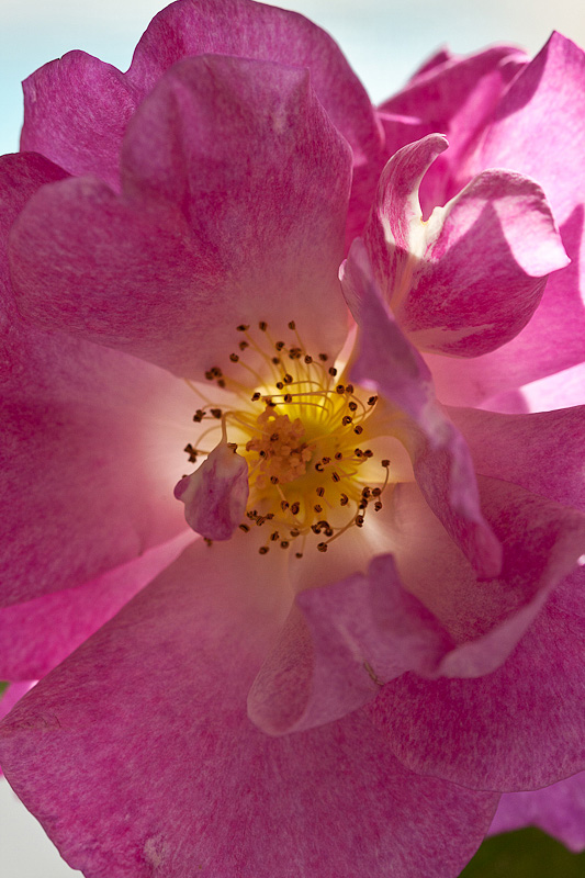 Backlit rose