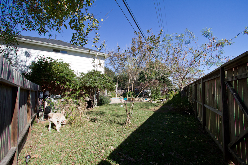 Crape Myrtle pruned