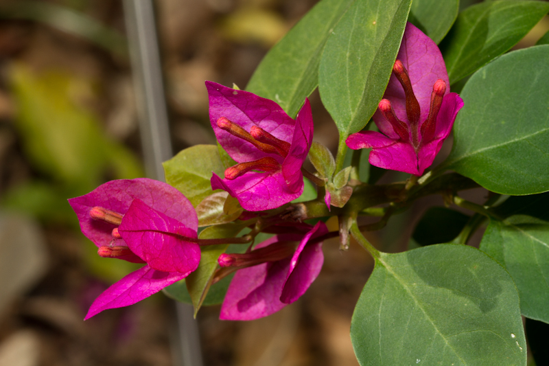 Pink (pixie) bougainvillea