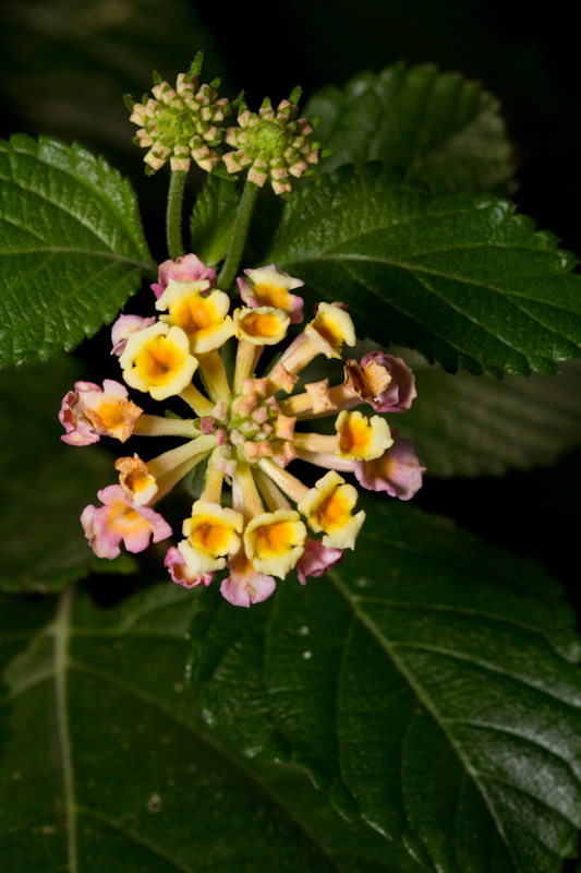 Lantana