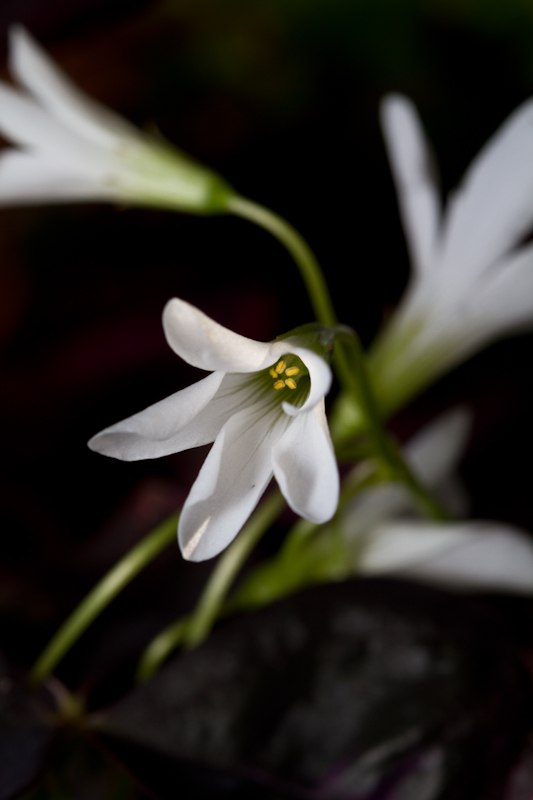 Oxalis flowers