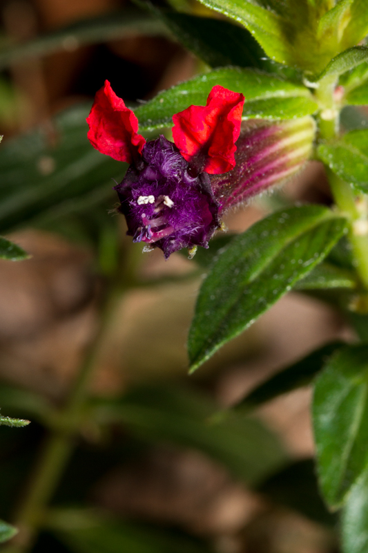 Bat faced cuphea