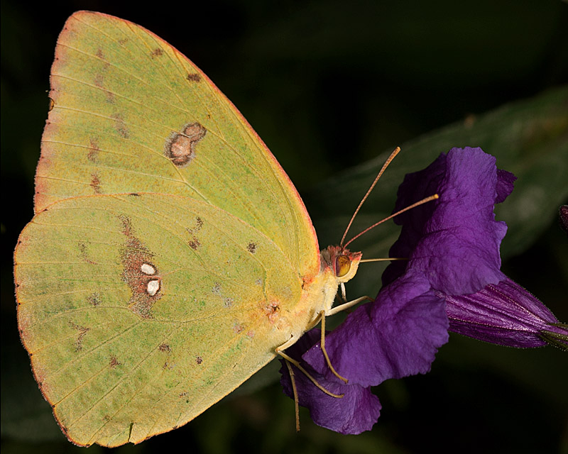 Sulphur Butterfly
