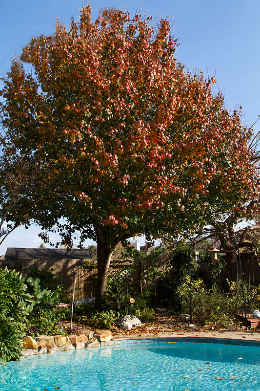 Autumn leaves in Texas