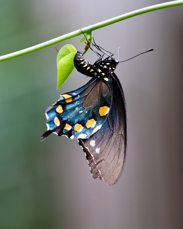 Pipevine Swallowtail laying eggs