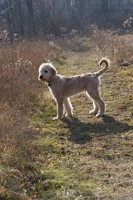 Teddy still