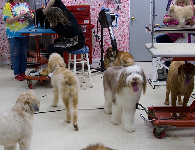 Fun for dogs