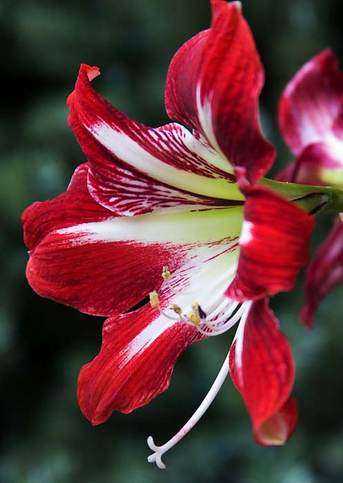 A Happy Amaryllis