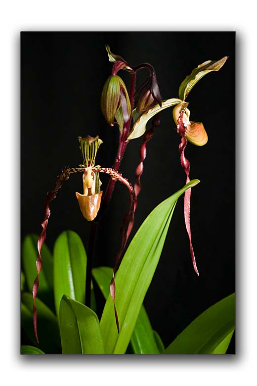 Orchids with dangles