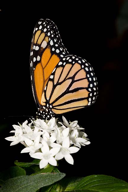 Monarch