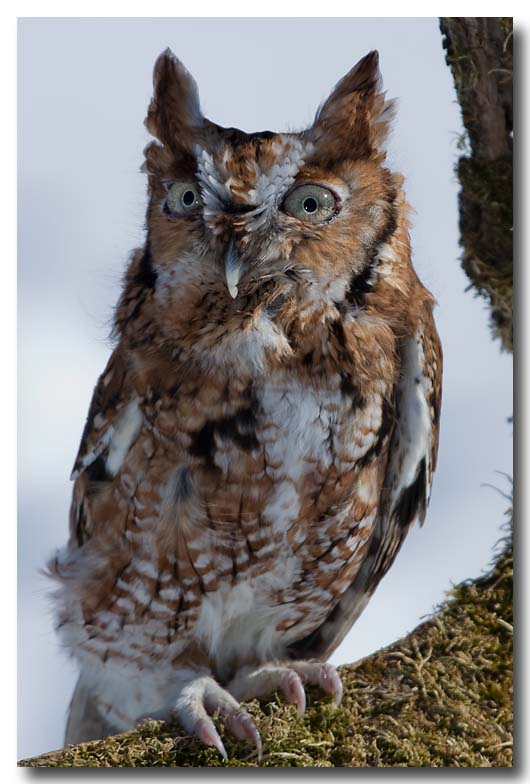Eastern Screech Owl
