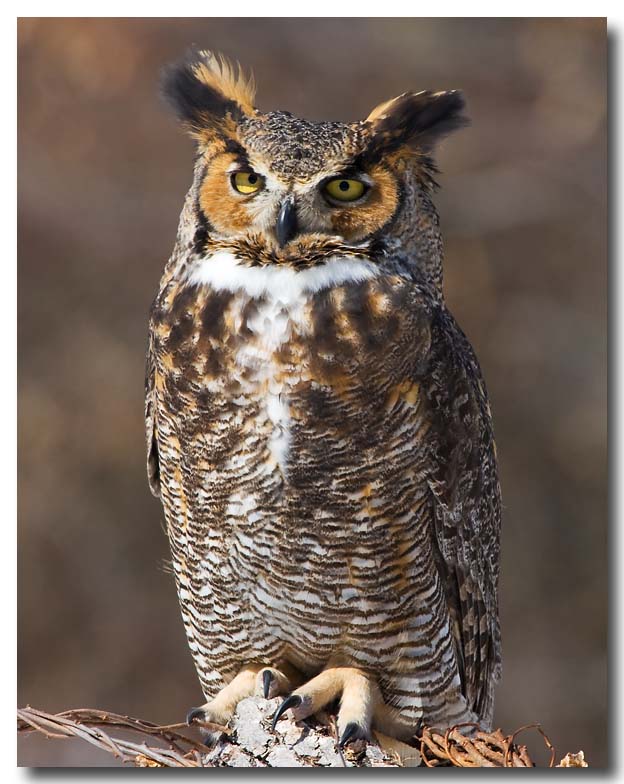 Great Horned Owl