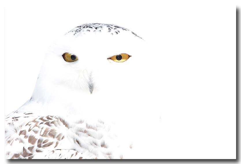Snowy owl on snow