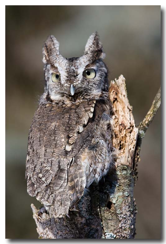 Eastern Screech Owl
