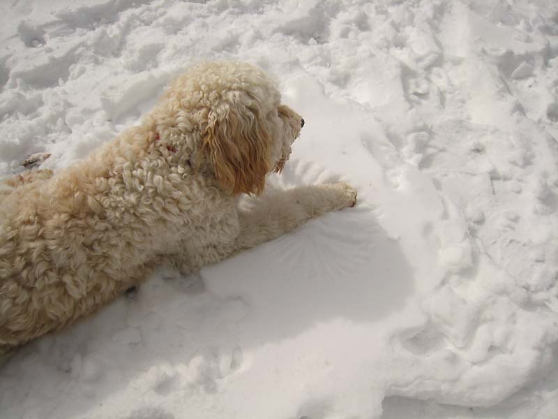 Teddy & snow sculpture