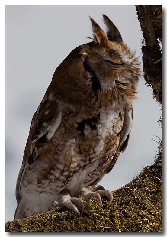 Eastern screech owl eyes closed