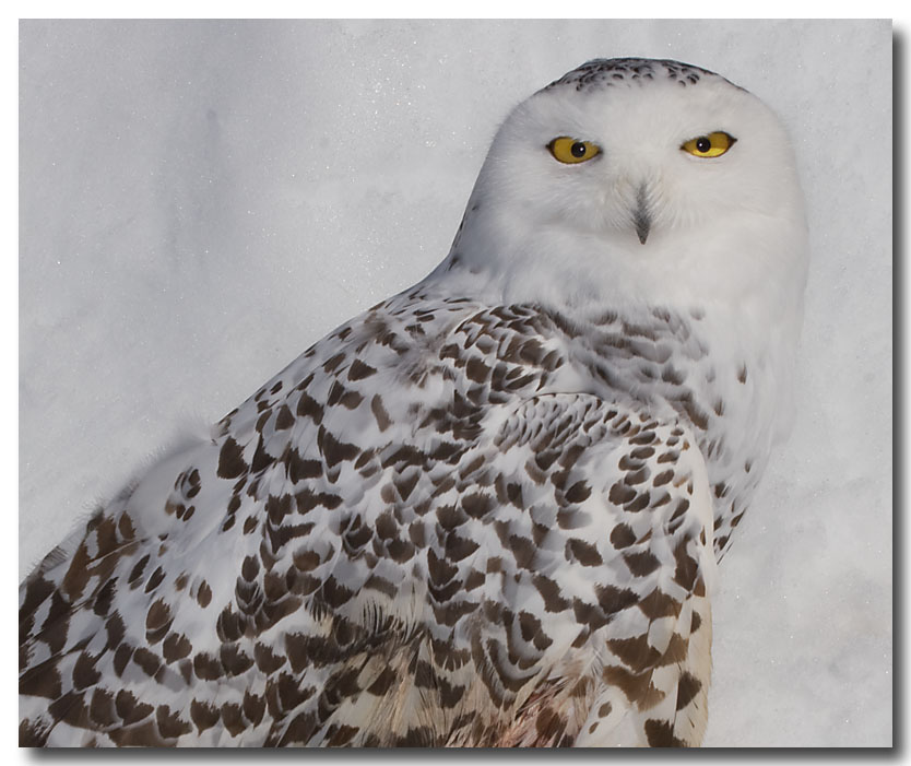 Snowy Owl