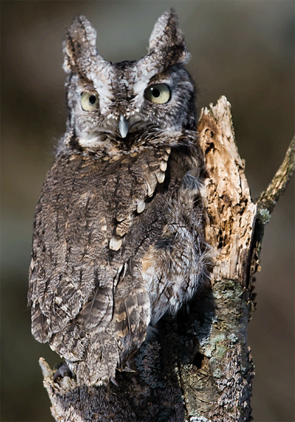 Blinking Owl - open image to see it move!
