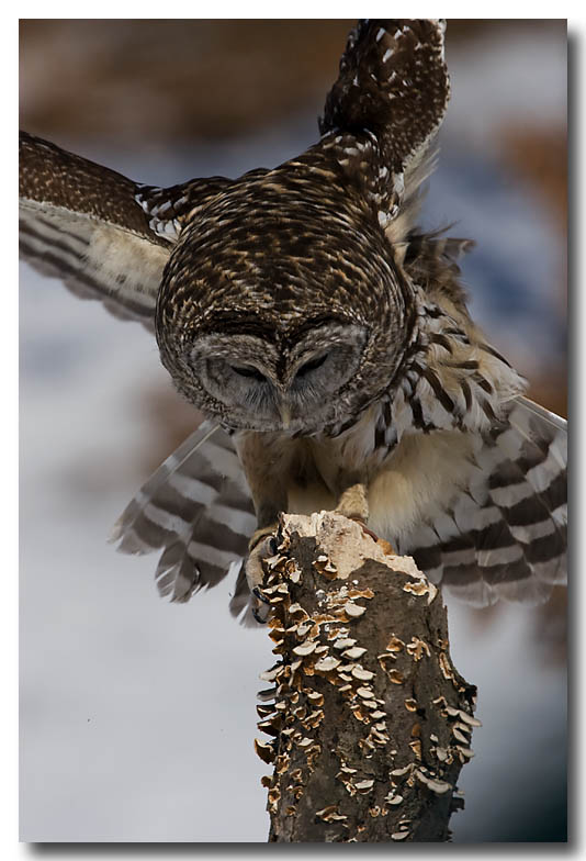 Coming in to land
