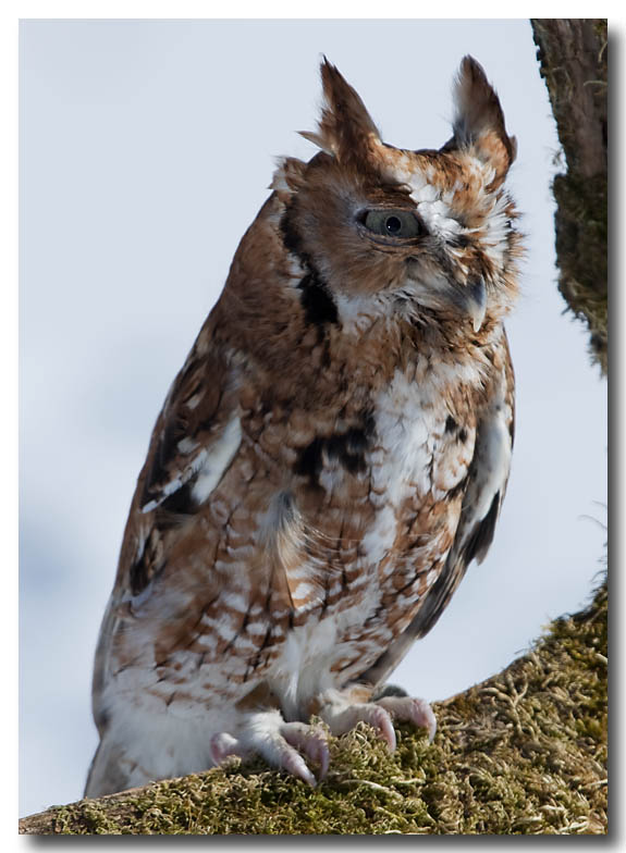 Screech turning