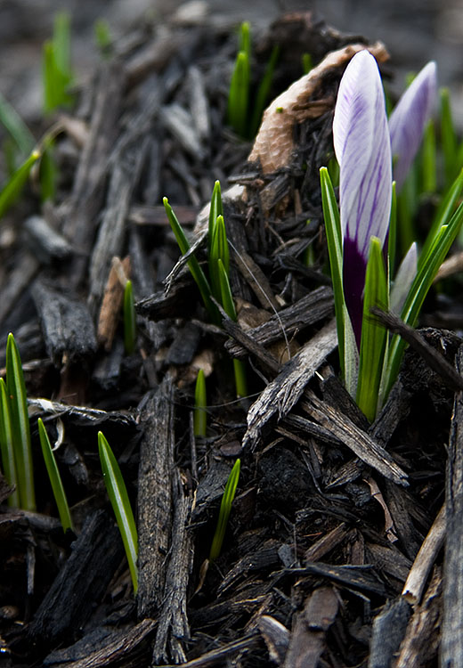 Crocus emergence