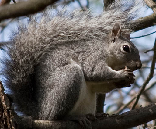 Grey/gray squirrel