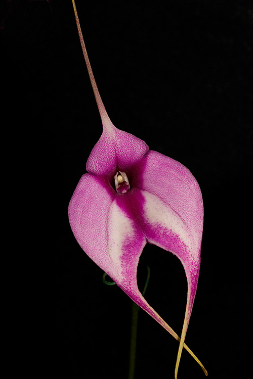 Pink Orchid